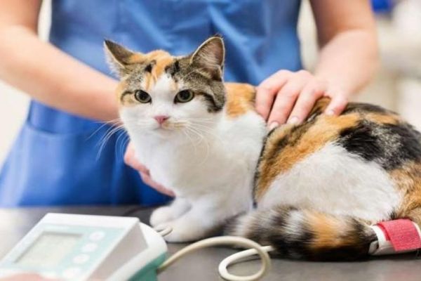 Bagaimana Ingin Menjadi Seorang Doktor Veterinar di Malaysia?