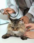 Belajar Veterinar di Luar Negara: Panduan Lengkap untuk Pelajar Malaysia