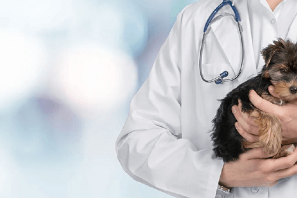 Veterinar: Berminat Untuk Merawat Haiwan? Baca Artikel Ini!